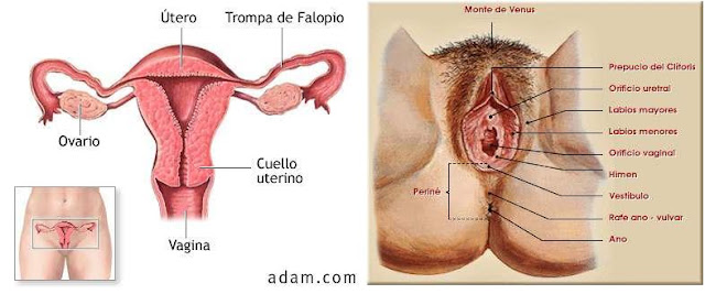 Como aumentar en las dimensiones el pene